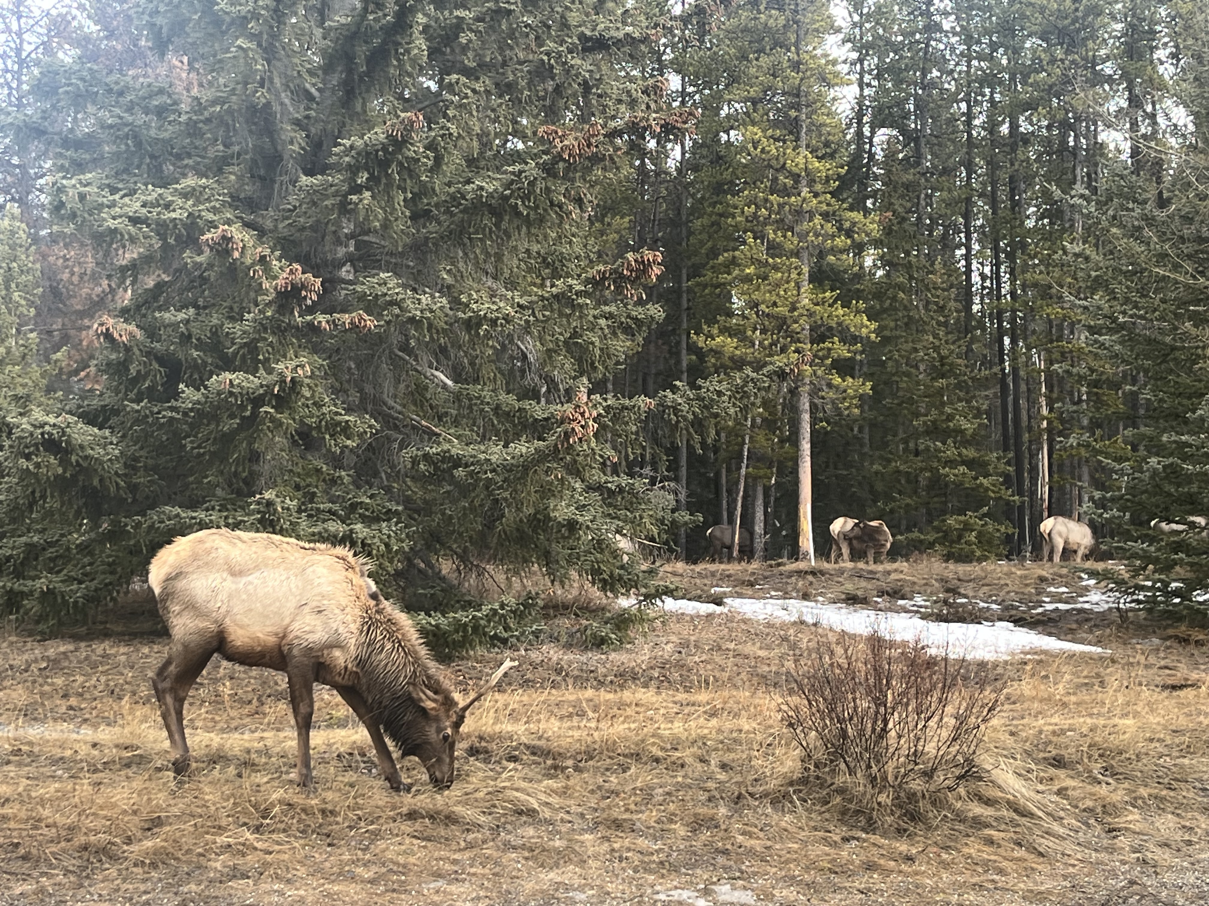 Wildlife just across the street.